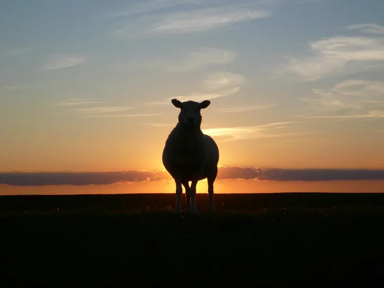 A silhouette of a sheep in front of a sunset