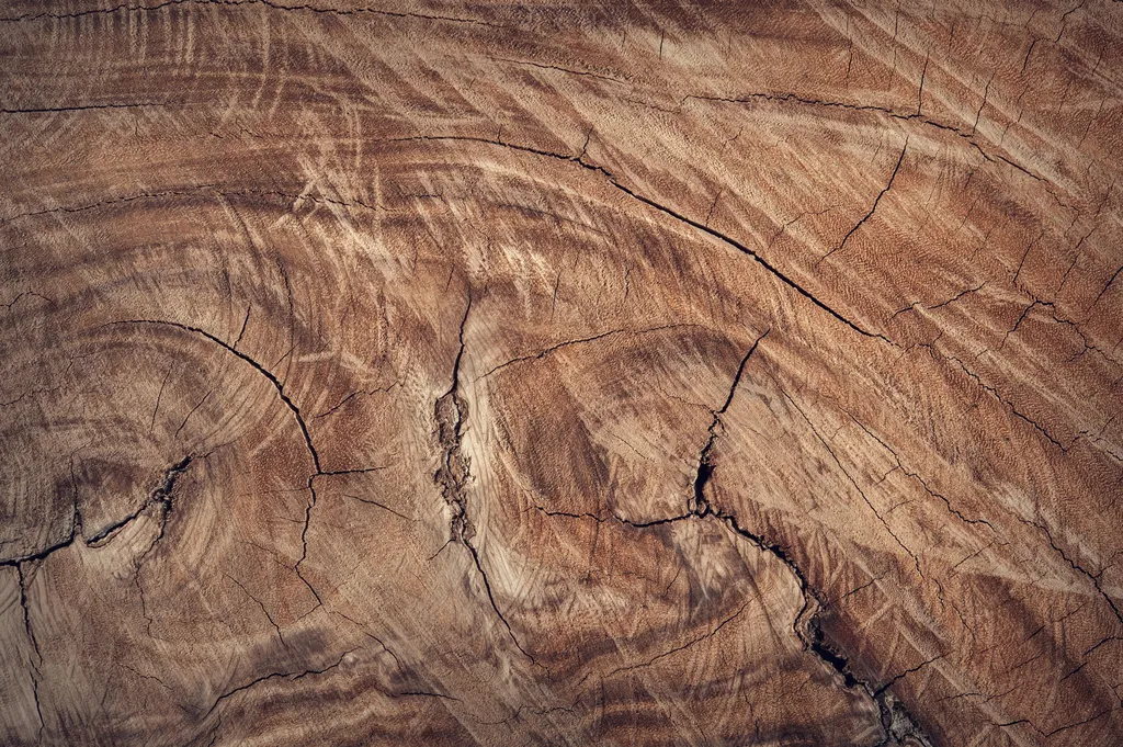 A crosscut of a woodslab